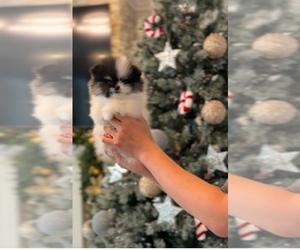 Pomeranian Puppy for sale in EASTVALE, CA, USA