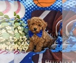 Small #1 Poodle (Miniature)