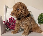 Small Photo #16 Poodle (Miniature) Puppy For Sale in GOSHEN, IN, USA