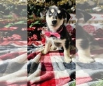 Small Photo #14 Labrador Retriever Puppy For Sale in BAKERSFIELD, CA, USA