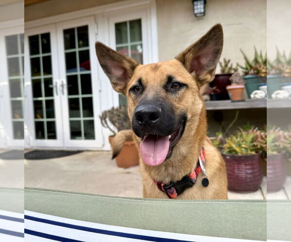 Medium Photo #2 Holland Shepherd-Unknown Mix Puppy For Sale in San Juan Capistrano, CA, USA