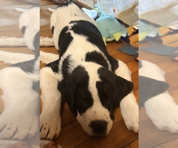 Medium Photo #6 Cane Corso-Saint Bernard Mix Puppy For Sale in WORCESTER, MA, USA
