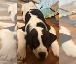 Small Photo #37 Cane Corso-Saint Bernard Mix Puppy For Sale in WORCESTER, MA, USA