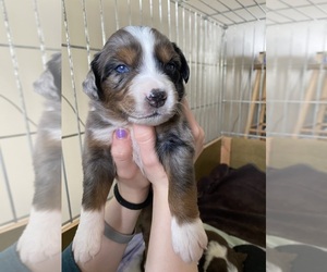 Australian Shepherd Puppy for Sale in COLUMBIA, Missouri USA