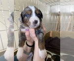 Small Photo #1 Australian Shepherd Puppy For Sale in COLUMBIA, MO, USA