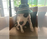 Small #3 American Pit Bull Terrier-American Staffordshire Terrier Mix
