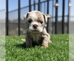 Small #2 English Bulldog