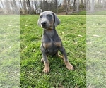 Small Photo #9 Doberman Pinscher Puppy For Sale in NEWTON, NC, USA