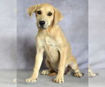 Small Labrador Retriever