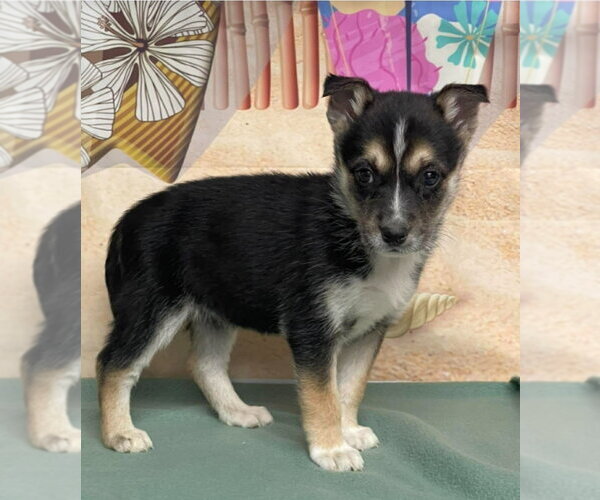 Medium Photo #1 Border Collie Puppy For Sale in Lakewood, CO, USA