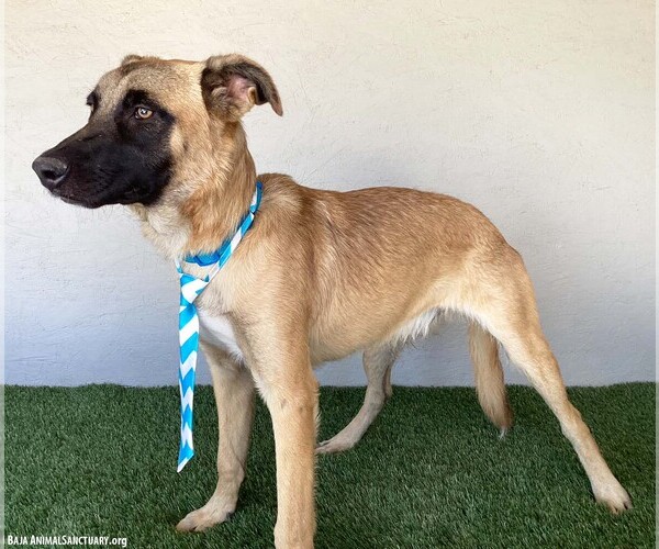 Medium Photo #3 Mutt Puppy For Sale in San Diego, CA, USA