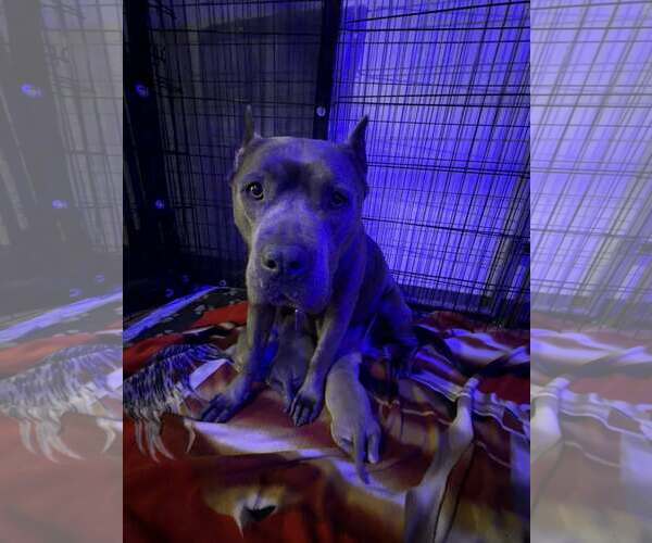 Medium Photo #3 American Pit Bull Terrier-Unknown Mix Puppy For Sale in Belleville, MI, USA