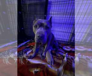 Winnie - Female American Pit Bull Terrier-Unknown Mix Dog for Adoption - Photo #3