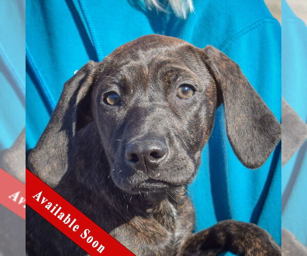 Medium Photo #1 Boxer-Plott Hound Mix Puppy For Sale in Huntley, IL, USA