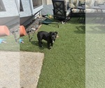 Small Photo #19 Bulldog Puppy For Sale in OXNARD, CA, USA