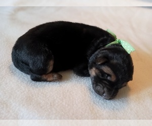 German Shepherd Dog Puppy for sale in OAK GROVE, OR, USA