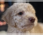 Small Photo #4 Poodle (Standard) Puppy For Sale in HAGERSTOWN, MD, USA