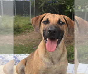 Black Mouth Cur-Labrador Retriever Mix Dogs for adoption in Crossville, AL, USA