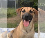 Small Black Mouth Cur-Labrador Retriever Mix