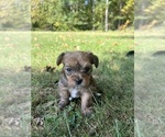 Puppy Puppy 3 Yorkshire Terrier