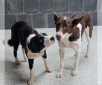 Small #20 Border Collie
