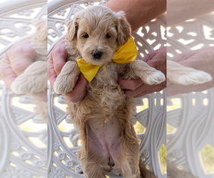 Goldendoodle (Miniature) Puppy for sale in ROY, UT, USA