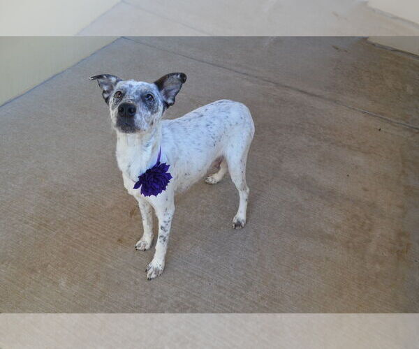 Medium Photo #1 Mutt Puppy For Sale in McKinney, TX, USA