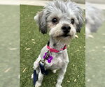 Small #1 Maltese Mix