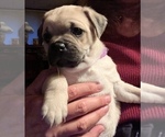 Small Photo #6 Pug Puppy For Sale in MINERAL RIDGE, OH, USA