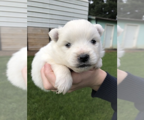 Medium Photo #11 Miniature American Eskimo Puppy For Sale in OREGON CITY, OR, USA