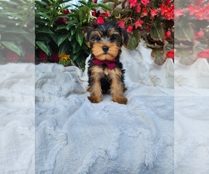 Yorkshire Terrier Puppy for Sale in INDIANAPOLIS, Indiana USA