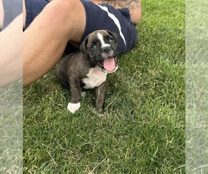 Boxer Puppy for sale in NEW LONDON, IA, USA