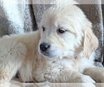 Small Photo #8 Golden Retriever Puppy For Sale in GREENCASTLE, PA, USA