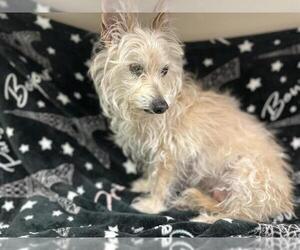 Cairn Terrier Dogs for adoption in HESPERIA, CA, USA
