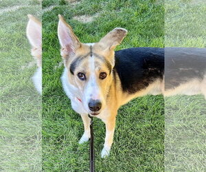 Collie-Unknown Mix Dogs for adoption in Omaha, NE, USA