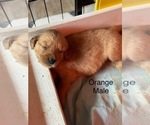 Puppy Orange Golden Retriever