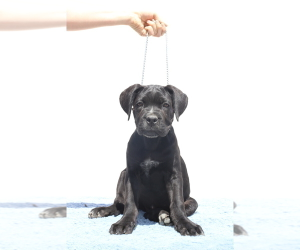 Medium Photo #1 Cane Corso Puppy For Sale in Potoceni, Buzau, Romainia