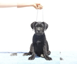 Image preview for Ad Listing. Nickname: CHESTER