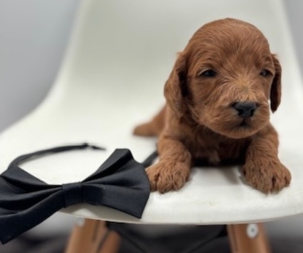 Medium Photo #1 Goldendoodle Puppy For Sale in CRESTON, OH, USA