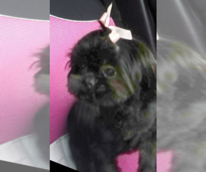 Shih Tzu Puppy for sale in INDIANAPOLIS, IN, USA