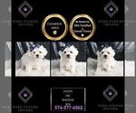 Small #2 Maltese