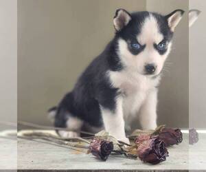 Siberian Husky Puppy for Sale in HAMBURG, Pennsylvania USA