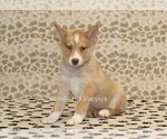 Small Photo #3 Pomsky Puppy For Sale in DENVER, PA, USA