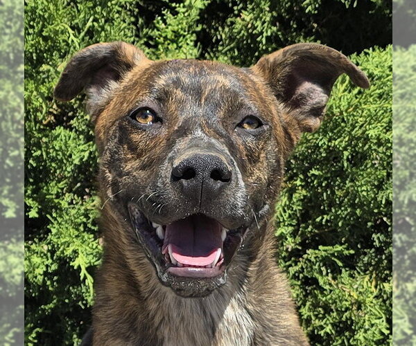 Medium Photo #1 American Staffordshire Terrier-Unknown Mix Puppy For Sale in Albuquerque, NM, USA