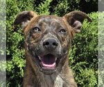 Small American Staffordshire Terrier Mix