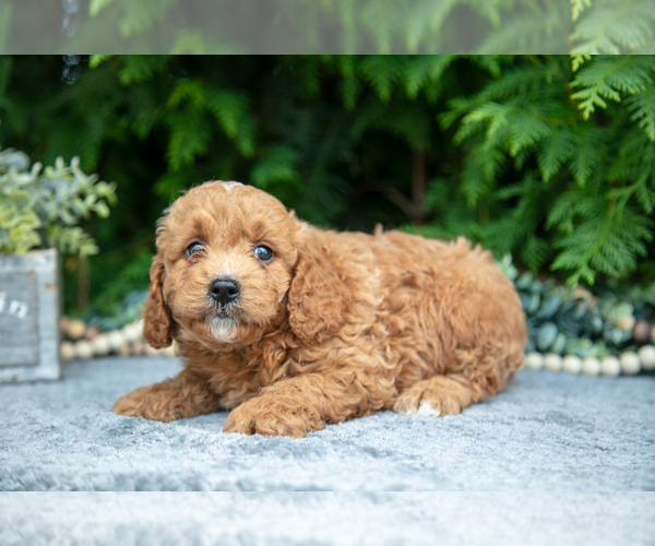 Medium Photo #3 Cavapoo Puppy For Sale in KIRKWOOD, PA, USA