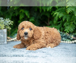 Small #2 Cavapoo