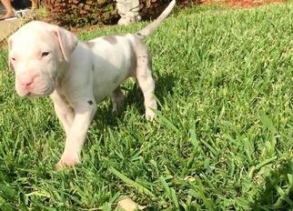 Great Dane Puppy for sale in FORNEY, TX, USA