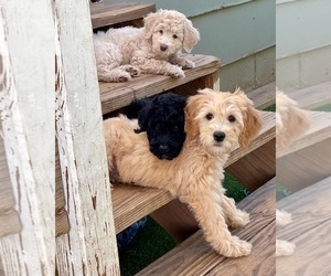 -Goldendoodle Mix Puppy for sale in ELBERT, CO, USA