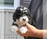 Piper - Male Bernedoodle (Miniature) Puppy for Sale - Photo #4